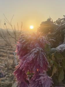 花开易落是朗意